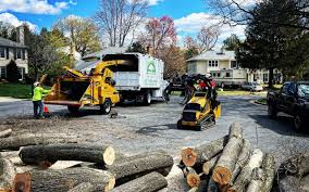 How Our Tree Care Process Works  in Mount Pleasant, TX